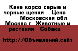 Кане-корсо серые и черные щенки  › Цена ­ 20 000 - Московская обл., Москва г. Животные и растения » Собаки   